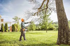 Best Fruit Tree Pruning  in , DE