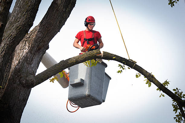  , DE Tree Services Pros